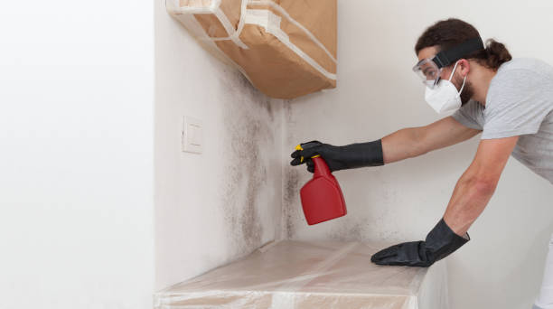 Professional Black Mold Removal technician working in Franklin Park, FL